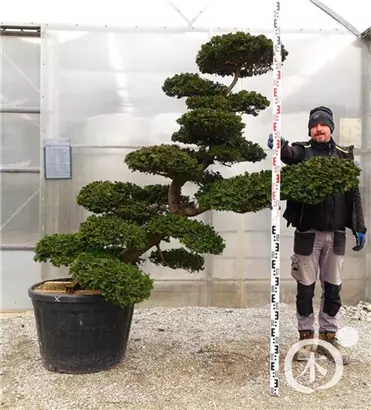 Hinoki-Scheinzypresse - Chamaecyparis obtusa