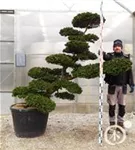 Hinoki-Scheinzypresse - Chamaecyparis obtusa