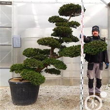 Chamaecyparis obtusa, Gartenbonsai NPchX - 220