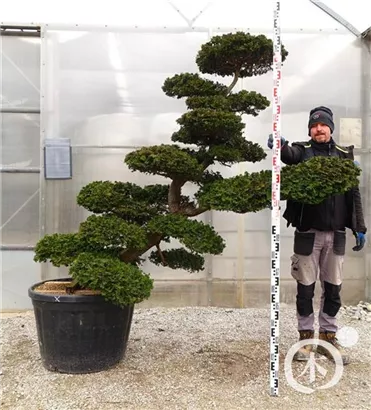 Hinoki-Scheinzypresse - Chamaecyparis obtusa