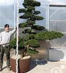 Hinoki-Scheinzypresse - Chamaecyparis obtusa