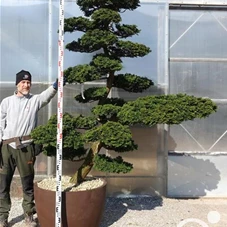 Chamaecyparis obtusa, Gartenbonsai U0115 - 200