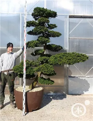 Hinoki-Scheinzypresse - Chamaecyparis obtusa