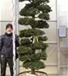 Hinoki-Scheinzypresse - Chamaecyparis obtusa