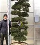 Hinoki-Scheinzypresse - Chamaecyparis obtusa