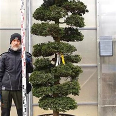 Chamaecyparis obtusa, Gartenbonsai NPchB - 230