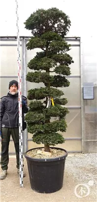 Hinoki-Scheinzypresse - Chamaecyparis obtusa