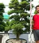 Japan-Stechpalme - Ilex crenata