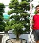 Japan-Stechpalme - Ilex crenata