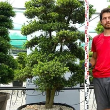 Ilex crenata, Gartenbonsai SK14n4 - 190