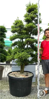 Japan-Stechpalme - Ilex crenata