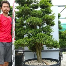 Ilex crenata, Gartenbonsai SK14n5 - 190