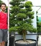 Japan-Stechpalme - Ilex crenata