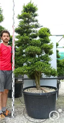 Japan-Stechpalme - Ilex crenata