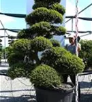 Japan-Stechpalme - Ilex crenata