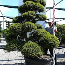 Ilex crenata, Gartenbonsai MRXLn7 - 190