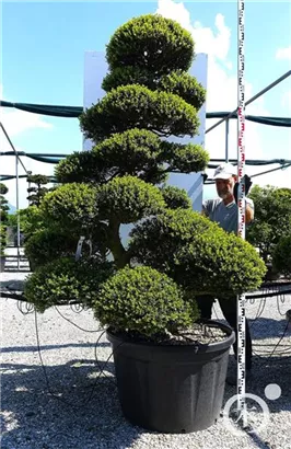 Japan-Stechpalme - Ilex crenata