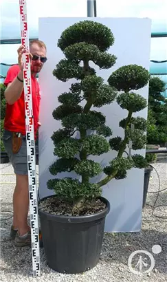Japan-Stechpalme - Ilex crenata
