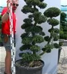 Japan-Stechpalme - Ilex crenata
