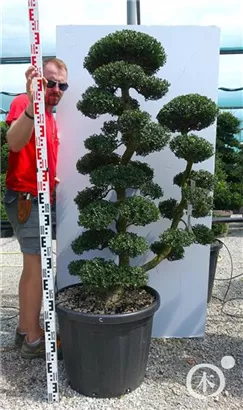 Japan-Stechpalme - Ilex crenata