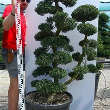 Ilex crenata, Gartenbonsai YT32C - 120