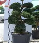 Japan-Stechpalme - Ilex crenata
