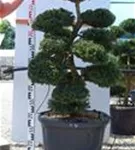 Japan-Stechpalme - Ilex crenata