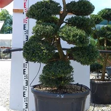 Ilex crenata, Gartenbonsai M44X - 110