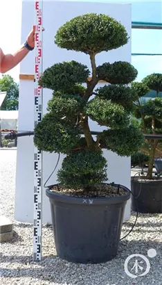Japan-Stechpalme - Ilex crenata