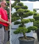 Japan-Stechpalme - Ilex crenata