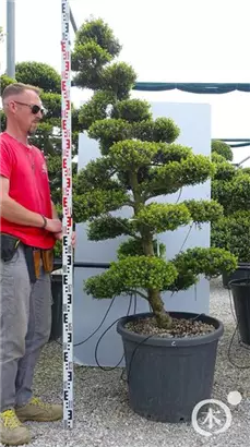 Japan-Stechpalme - Ilex crenata
