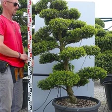 Ilex crenata, Gartenbonsai M5C - 170