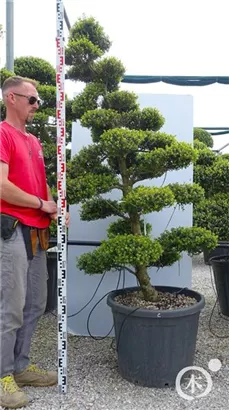 Japan-Stechpalme - Ilex crenata