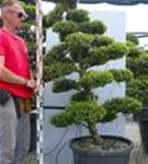 Japan-Stechpalme - Ilex crenata