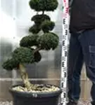 Japan-Stechpalme - Ilex crenata
