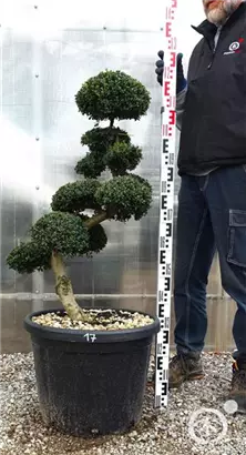 Japan-Stechpalme - Ilex crenata