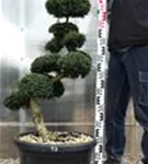 Japan-Stechpalme - Ilex crenata