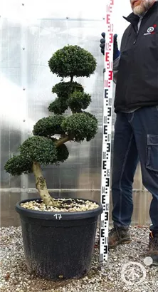 Japan-Stechpalme - Ilex crenata