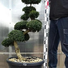 Ilex crenata, Gartenbonsai SK8n17 - 90