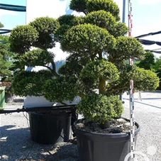 Ilex crenata, Gartenbonsai M24A - 180