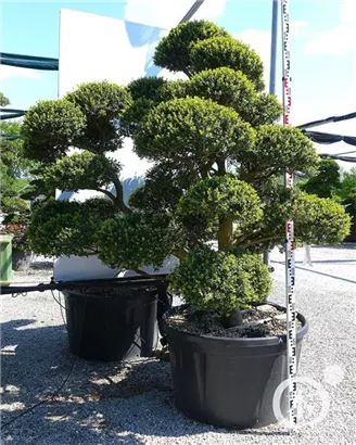 Japan-Stechpalme - Ilex crenata