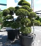 Japan-Stechpalme - Ilex crenata
