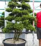 Japan-Stechpalme - Ilex crenata