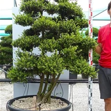 Ilex crenata, Gartenbonsai SK14n14 - 170