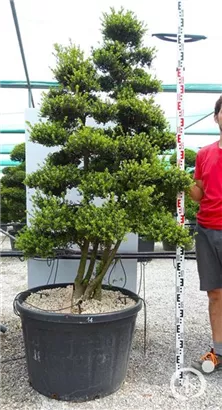 Japan-Stechpalme - Ilex crenata
