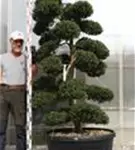 Japan-Stechpalme - Ilex crenata