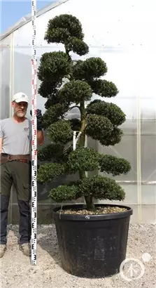 Japan-Stechpalme - Ilex crenata