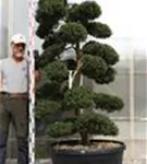 Japan-Stechpalme - Ilex crenata