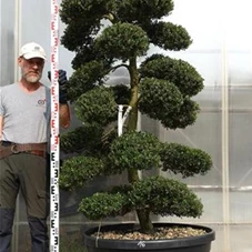 Ilex crenata, Gartenbonsai M28n16 - 190