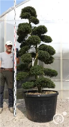 Japan-Stechpalme - Ilex crenata